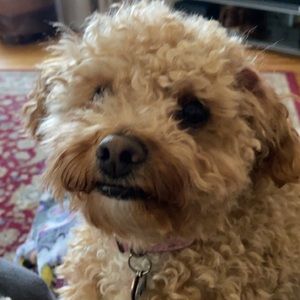 Meet your Posher, Sofia